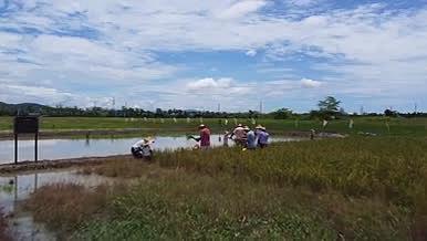 农民在稻田收割稻子池塘航拍视频的预览图